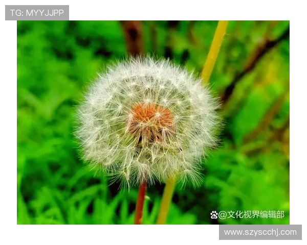 官方宣布文武斌加盟广州蒲公英 官方宣布文武斌加盟广州蒲公英